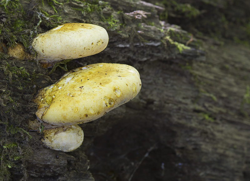 Buglossoporus quercinus